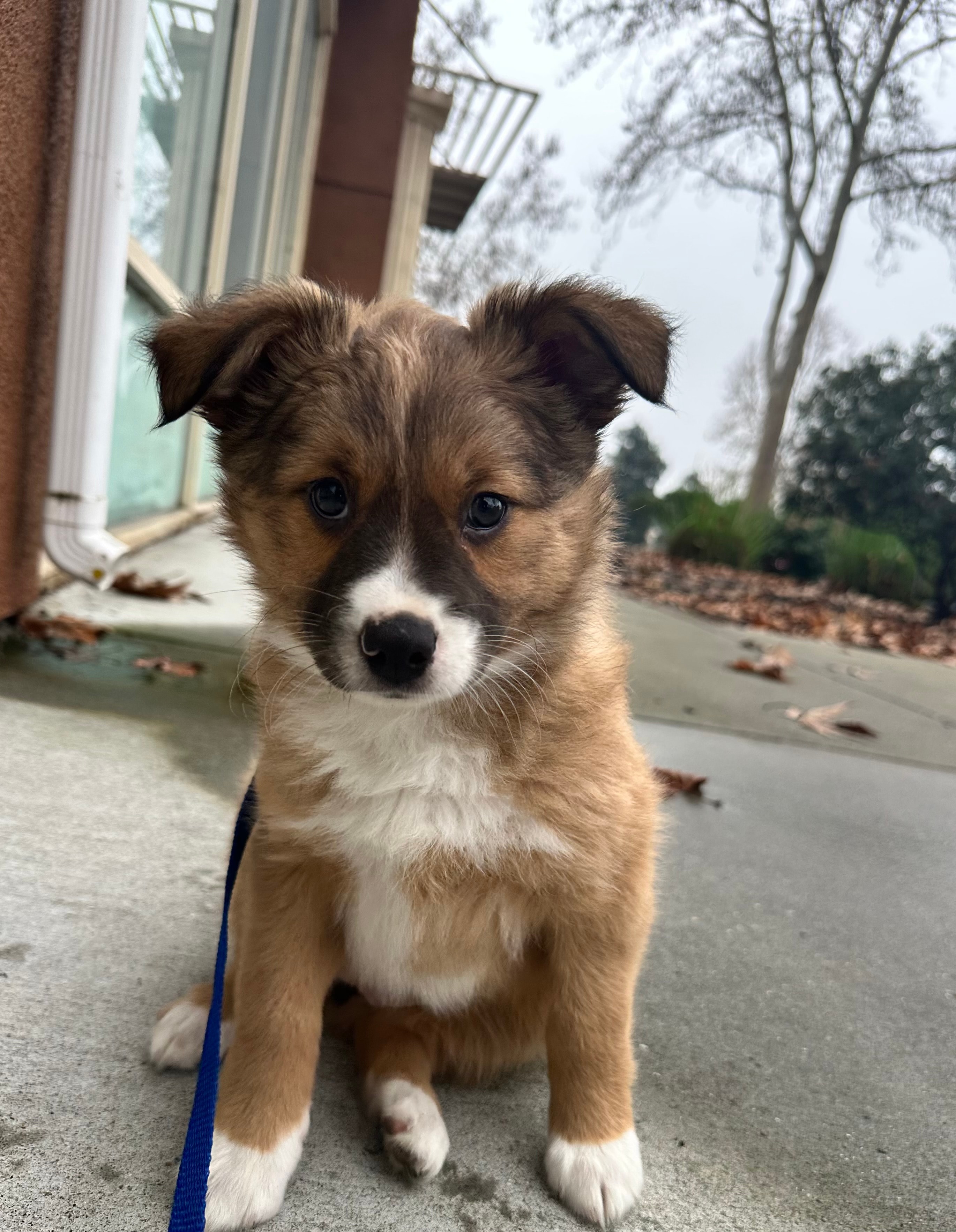Puppy at Dogs Will Play