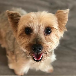 Bella at Dogs Will Play