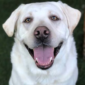 Buster at Dogs Will Play