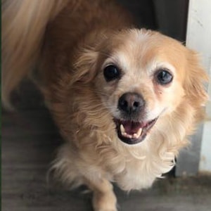 Crystal at Dogs Will Play