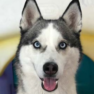 Koda at Dogs Will Play