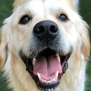 Mav at Dogs Will Play