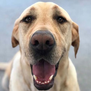 Parker at Dogs Will Play