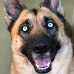 Rey at Dogs Will Play