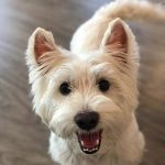 Waldo at Dogs Will Play