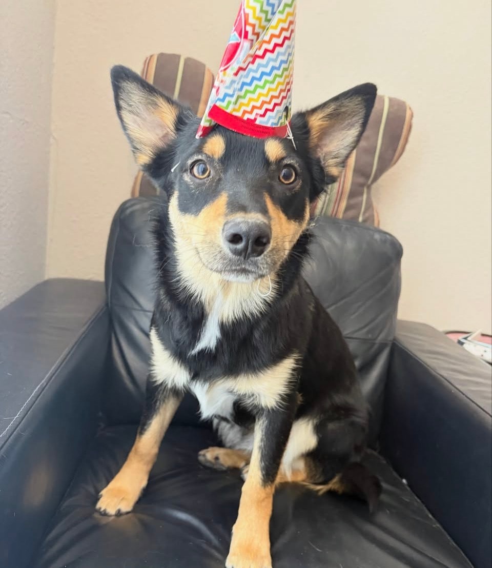 Birthday pup at Dogs Will Play