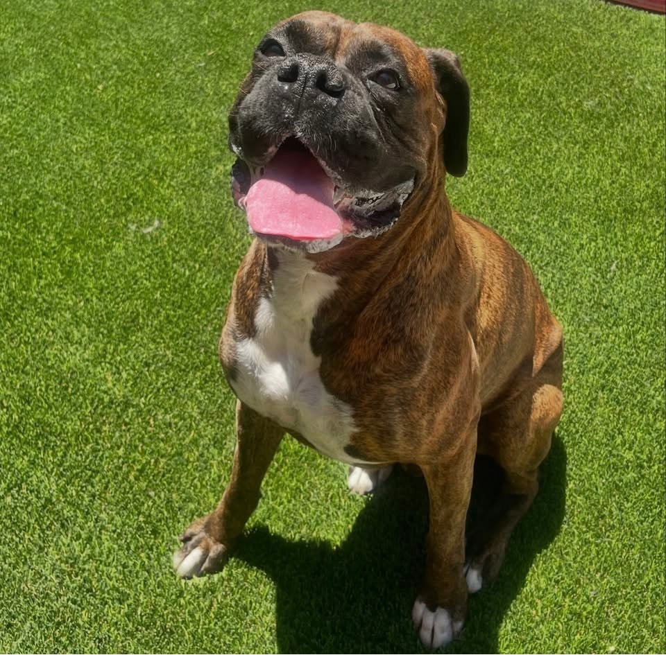Happy boxer at Dogs Will Play