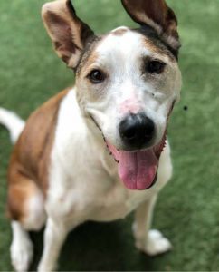 Read more about the article ~ Dog of the Week ~