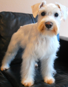Read more about the article ~ Dog Of The Week ~ Peka/Jack
