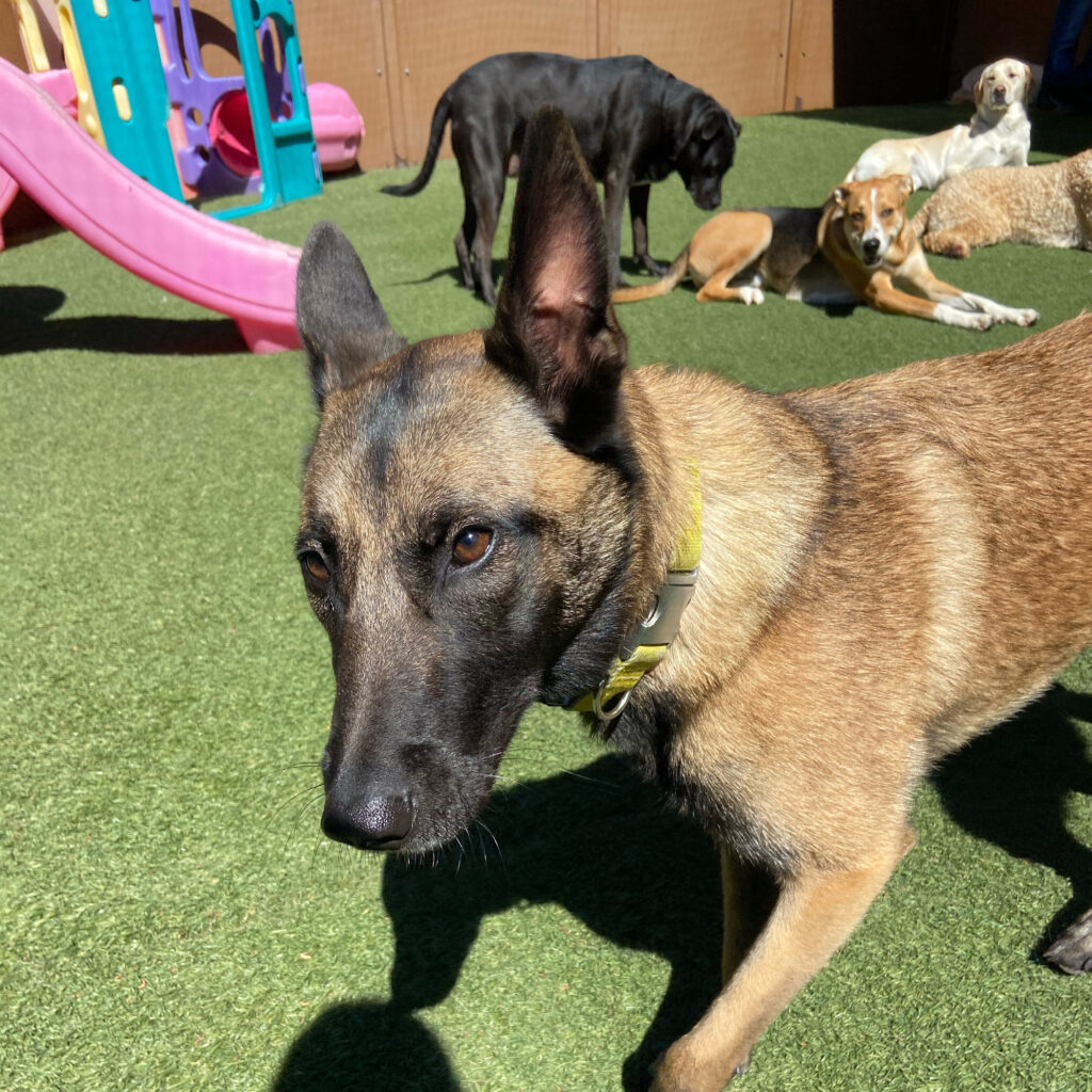 Read more about the article ~ Dog Of The Week ~ Apollo