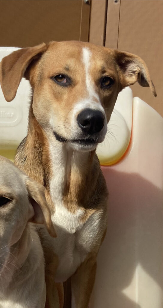 You are currently viewing ~ Dog of the week ~ Riley