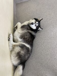 Read more about the article ~ Dog Of The Week ~ Grover