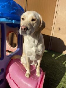 Read more about the article ~ DOG OF THE WEEK~ Kali