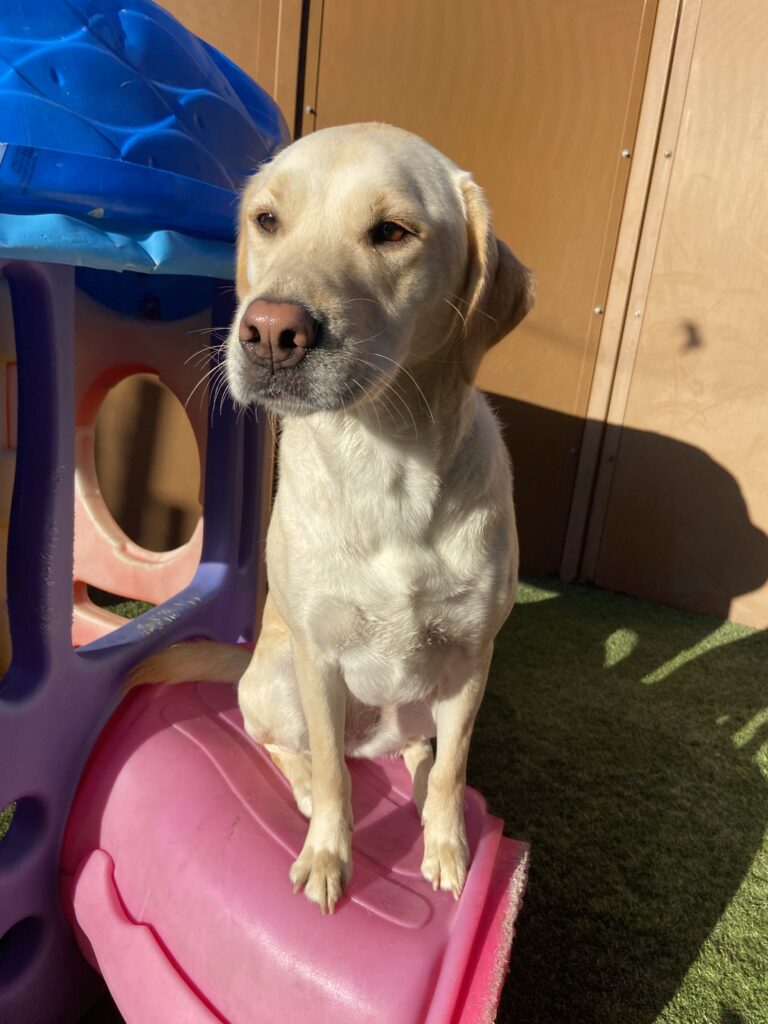 Read more about the article ~ DOG OF THE WEEK~ Kali