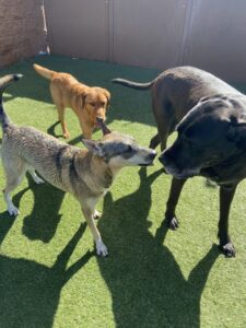Read more about the article ~Dog Of The Week~ Willis