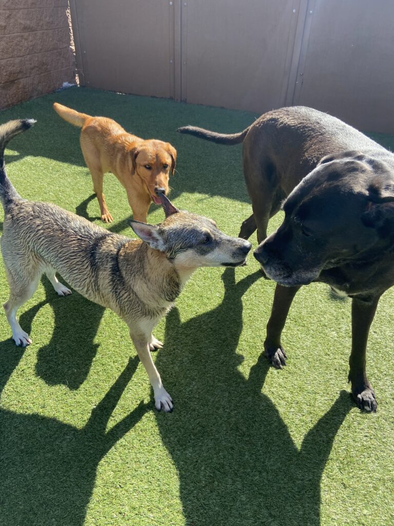 Read more about the article ~Dog Of The Week~ Willis