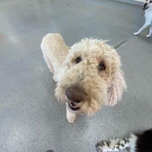 Read more about the article ~ Dog Of The Week ~ Riley C