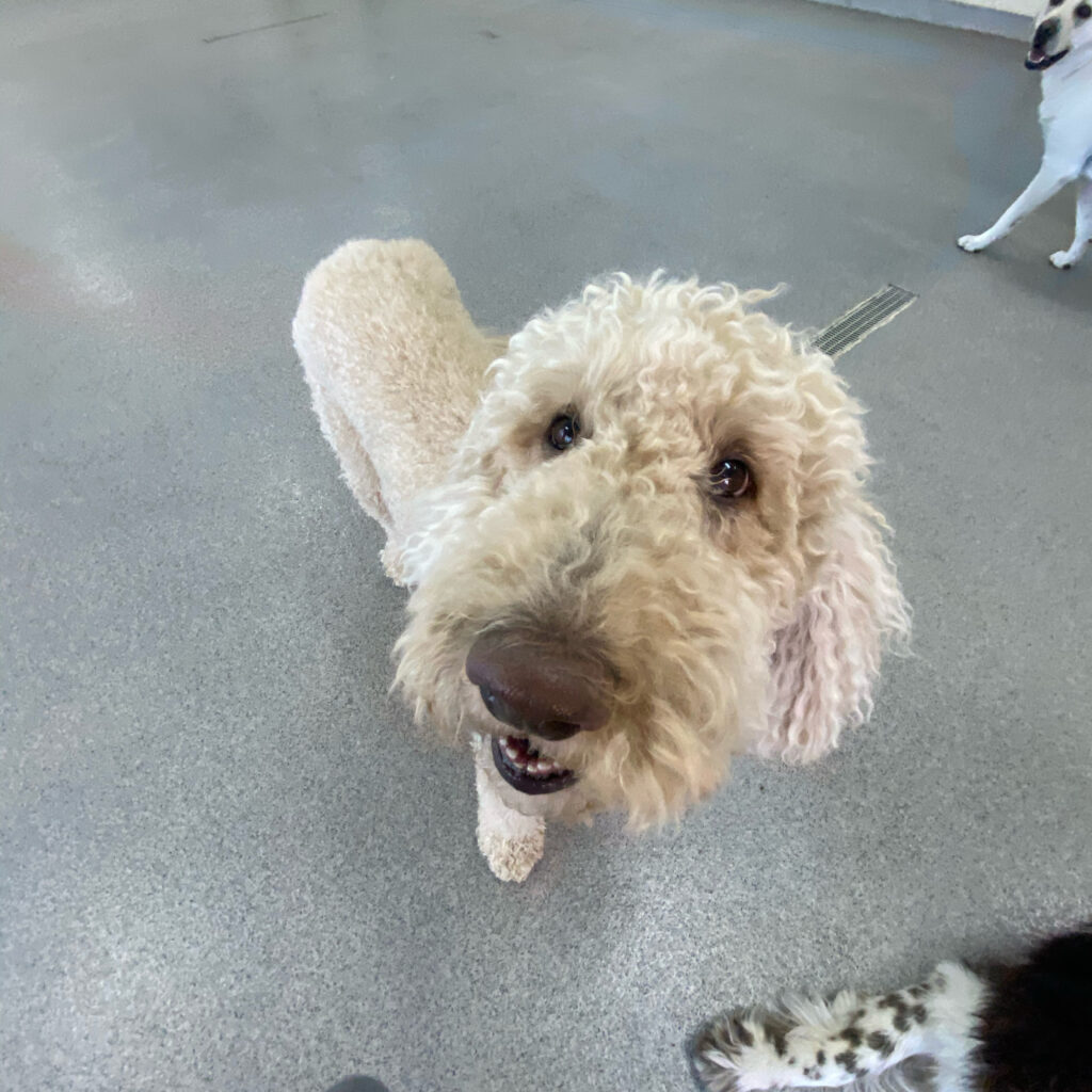 Read more about the article ~ Dog Of The Week ~ Riley C