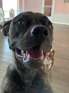 Read more about the article ~ Dog Of The Week ~ Molly