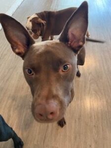 Read more about the article ~ Dog Of The Week ~ Duke