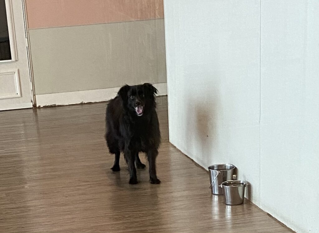 Read more about the article ~ Dog Of The Week ~ Zeytin