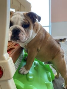 Read more about the article ~ Dog Of The Week ~ CoCo