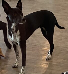 Read more about the article ~Dog of the Week~ Mallows~