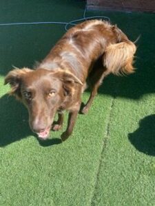Read more about the article ~ Dog Of The Week ~ Shadow