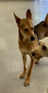 Read more about the article ~ Dog Of The Week~ Moji