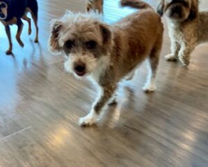 Read more about the article ~ Dog Of The Week ~ Daisy