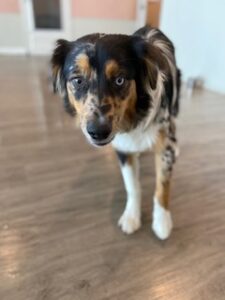 Read more about the article ~ Dog Of The Week ~ Bailey