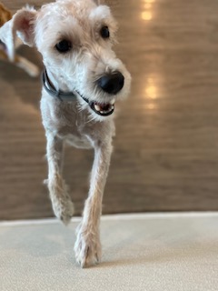Read more about the article ~ Dog Of The Week ~ Kooper