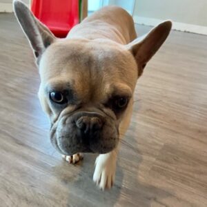 Read more about the article ~ Dog Of The Week ~ Simba
