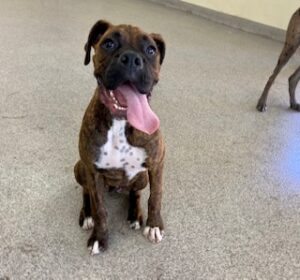 Read more about the article ~ Dog Of The Week ~ Tyson