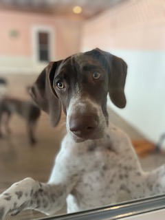 Read more about the article ~ Dog Of The Week ~ Gus
