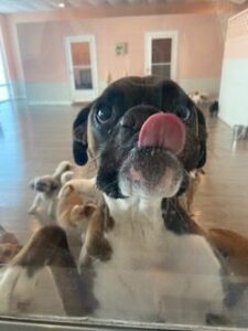 Read more about the article ~ Dog Of The Week ~ Daisy