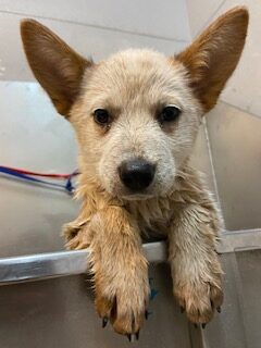 Read more about the article ~ Dog Of The Week ~ Ginger