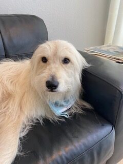 Read more about the article ~ Dog Of The Week ~ Becka