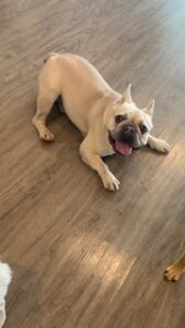 Read more about the article ~ Dog Of The Week ~ Henry