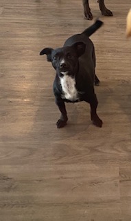 Read more about the article ~ Dog Of The Week ~ Luna