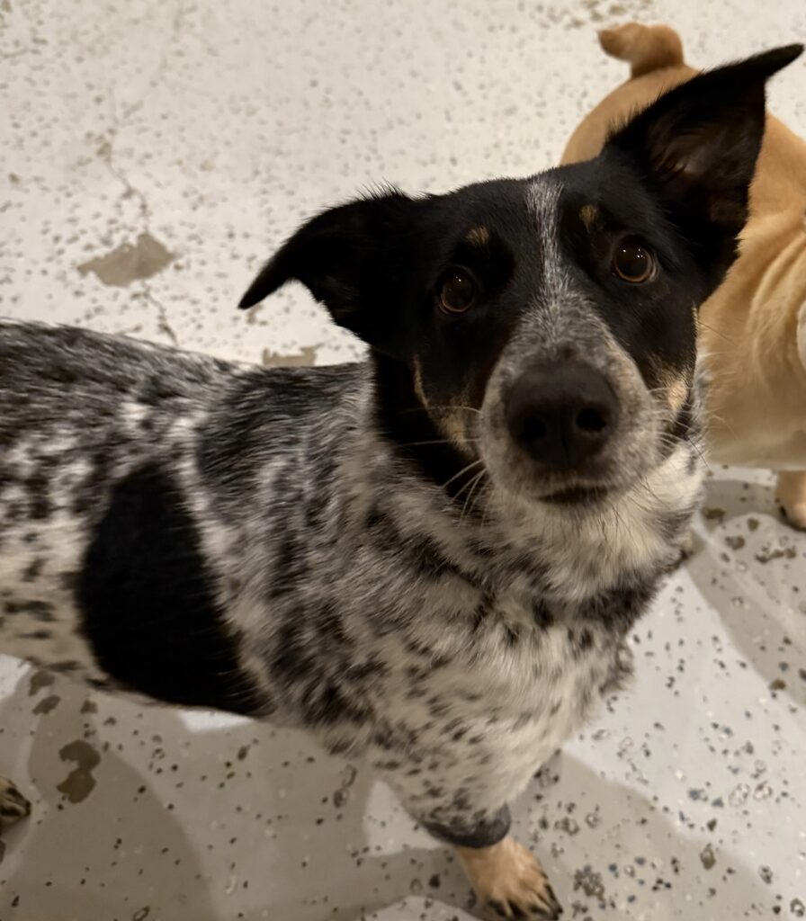 You are currently viewing ~ Dog Of The Week ~ Pepper