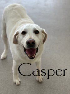 Read more about the article ~ Dog Of The Week ~ Shirley