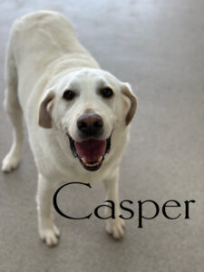 Read more about the article – Casper – Always ready to play with his friends