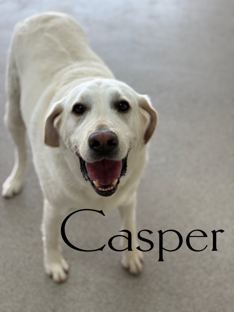 Read more about the article – Casper – Always ready to play with his friends