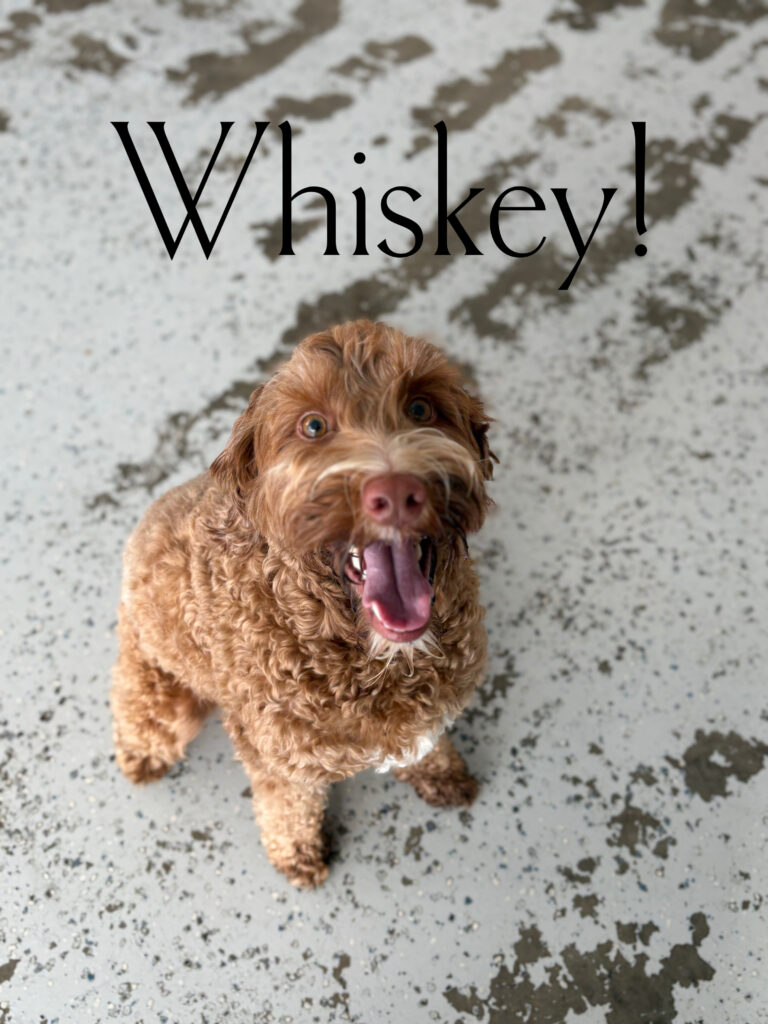 Read more about the article – Whiskey – That smile says it all