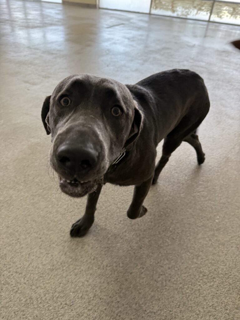 Read more about the article -OLAF- Hi everyone meet our new friend Olaf
