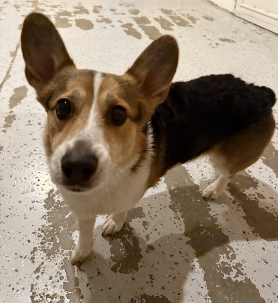 Read more about the article -LILY- Lily is always excited to play with her friends