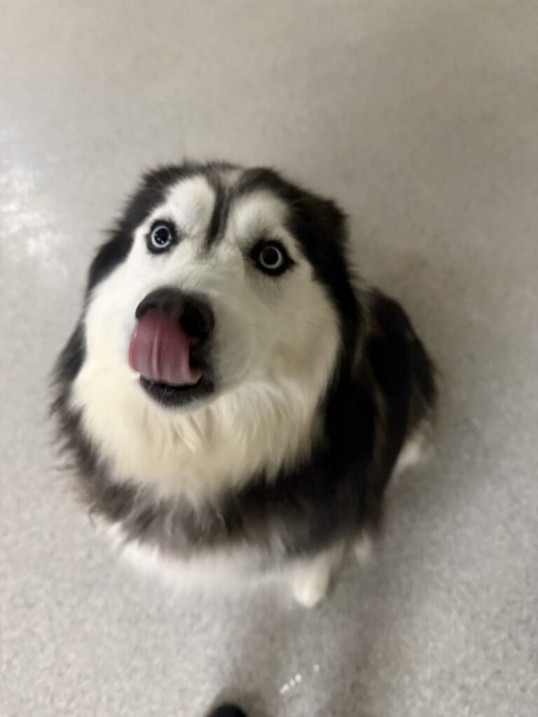 Read more about the article -ONYX- She loves greeting us every morning. She always comes in ready to play!