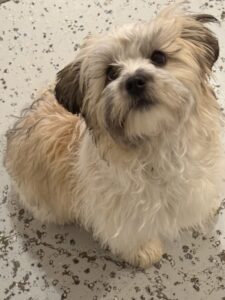 Read more about the article -PRESLEY- such a spunky playful girl! Presley loves coming to play with her besties.
