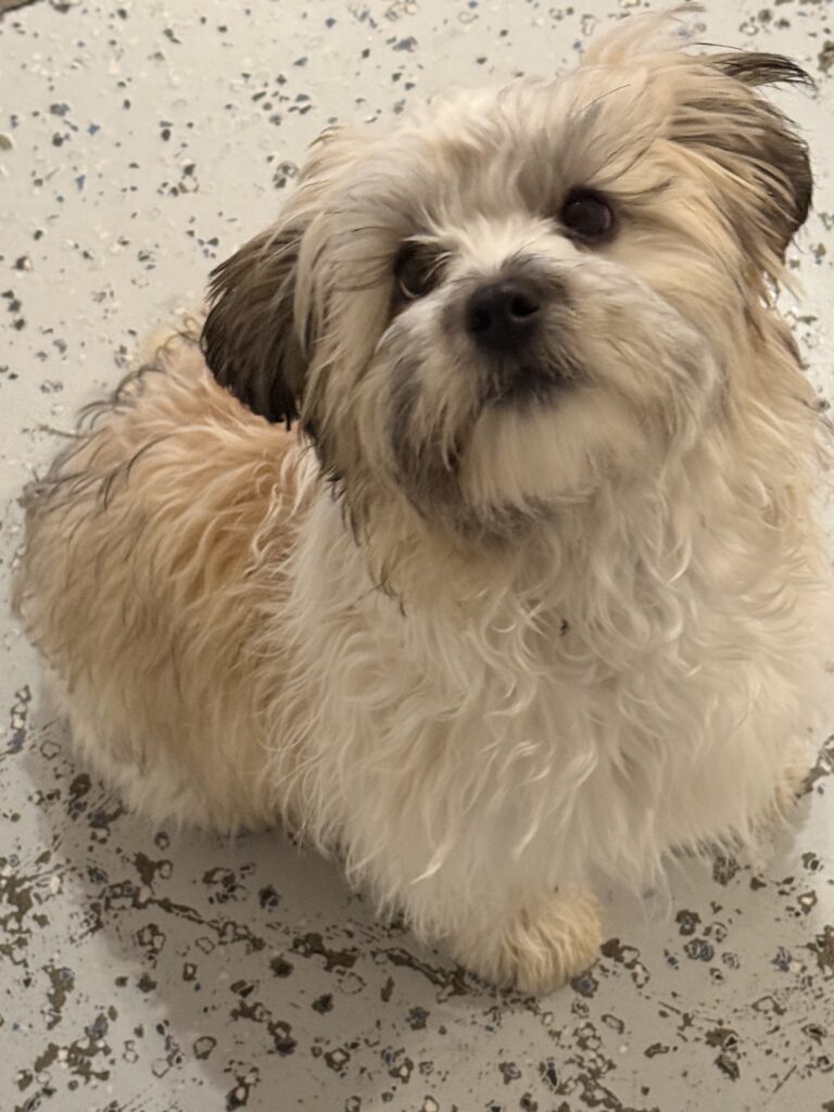 Read more about the article -PRESLEY- such a spunky playful girl! Presley loves coming to play with her besties.